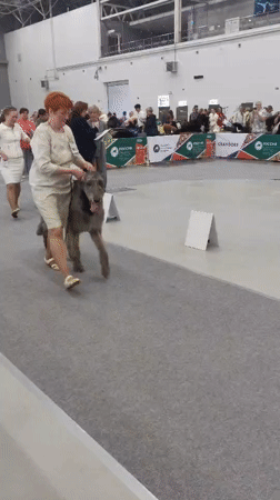 Dog show in full swing at Zelenaya Roshcha exhibition hall