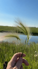 Picking foxtail grass in a sunny Russian field