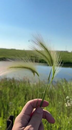 Picking foxtail grass in a sunny Russian field