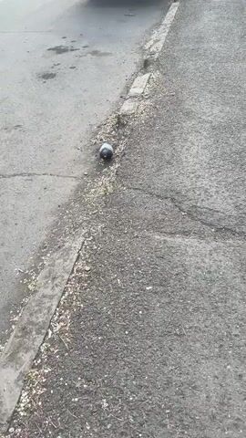A pigeon is pecking at birdseed scattered on the asphalt next to a curb. The pigeon is grey and white. The ground is grey asphalt with cracks and some dirt. There is a line of concrete curb and scattered debris. The video is shot from above and slightly to the side.