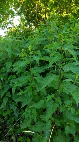 This media file shows a dense thicket of stinging nettle plants growing outdoors. The nettles are the primary subject, with their serrated, green leaves filling most of the frame. The plants appear healthy and vibrant, suggesting a favorable growing season. Some of the nettle stems are a reddish-brown color.

In the background, on the left side of the image, there is a glimpse of trees with bright green foliage, bathed in sunlight. This suggests that the scene is outdoors, likely in a natural or semi-natural environment. The lighting indicates it is daytime, possibly late afternoon or early evening, given the warm glow on the leaves. The overall atmosphere is one of lush, untamed nature.

There are no people or animals visible in the footage. The activity taking place is simply the static growth of the plants. There is no discernible text within the media file. The setting appears to be a rural or semi-rural area, perhaps a field edge, woodland undergrowth, or a neglected garden, consistent with the growth of stinging nettles. The weather appears to be clear and sunny.