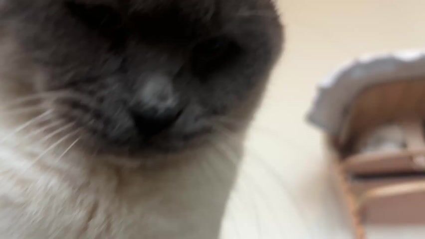 The video shows a close-up of a Siamese cat's face. The cat has gray fur on its head and white fur on its chest. It has dark brown eyes and a black nose. The cat is looking down and to the left. In the background, there is a blurred image of a cat tree or cat bed. The video appears to be taken from a low angle, looking up at the cat. The cat meows during the video.