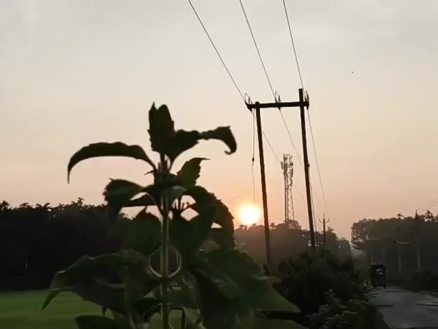 The video shows a close-up view of a plant with large, dark green leaves in the foreground, silhouetted against a hazy sky. The sun is visible in the distance, a bright orange orb peeking through the foliage and behind a transmission tower with visible antennas. Power lines stretch across the top of the frame, supported by wooden poles. To the right, a paved road curves into the distance, bordered by vegetation and a rice paddy. A small, three-wheeled vehicle is partially visible on the road. The overall impression is that of a rural landscape at sunrise or sunset.