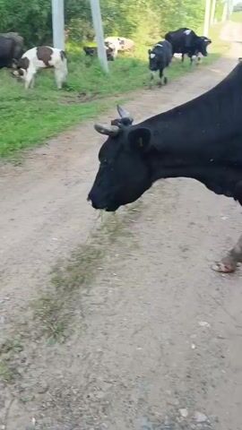 A group of cows is walking on a dirt road in a rural area. Some of the cows are black and white, while others are brown and white. The cows are grazing on grass and eating. The environment is a grassy field with trees in the background. There are also some utility poles visible.