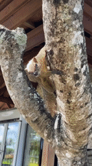 Person feeds squirrel on tree in Kuta Selatan
