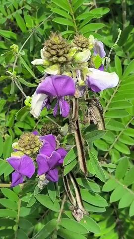The video displays a close-up view of a plant with vibrant purple flowers and green leaves. The flowers appear to be in bloom, with some of them open and others still in bud. There are also some seed pods visible on the plant, some of which are elongated and fuzzy. The background is blurred, suggesting that the focus is entirely on the plant and its details. The lighting is natural, indicating an outdoor setting, possibly a garden or a natural habitat.