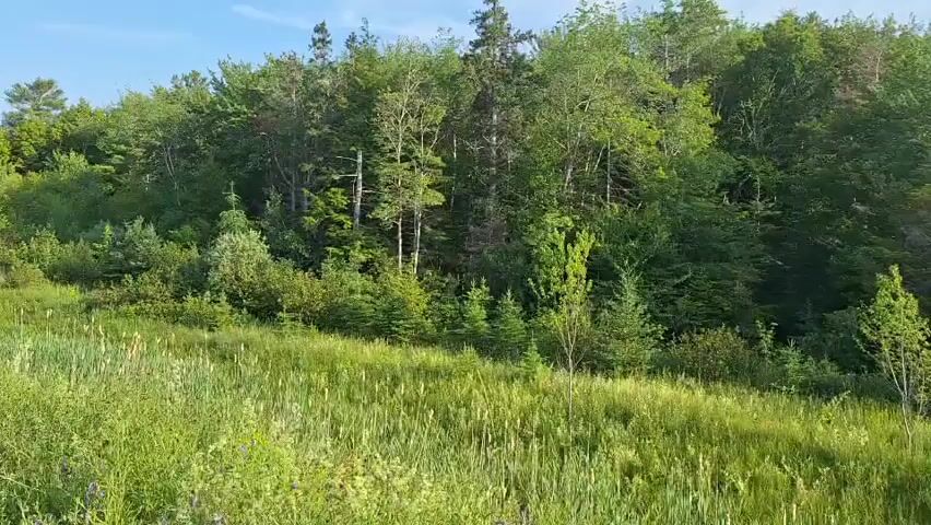 A slow pan across a grassy field leads to a dense forest under a bright blue sky. The field is filled with tall, green grass and some smaller plants and flowers. The forest is a mix of deciduous and evergreen trees, with a few taller trees rising above the rest. The sun is shining, casting shadows on the ground. The overall impression is one of a peaceful, natural landscape.