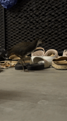 Bird encounters imported goods at Nusa Dua tourist area