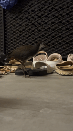 Bird encounters imported goods at Nusa Dua tourist area