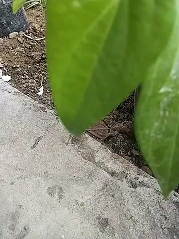 The video shows a close-up of green leaves. The leaves are attached to a stem and appear to be part of a plant growing outdoors. The background is blurred, but shows soil and some other vegetation. The lighting suggests it is daytime. The camera focuses on different parts of the leaves, zooming in and out at times. The leaves are vibrant green and appear healthy. Some of the leaves have visible veins. The video is short, lasting only a few seconds.