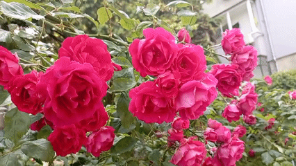 Rose bush blooms captured in Burgas garden