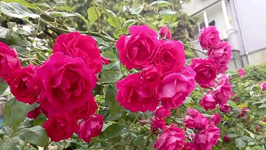 Rose bush blooms captured in Burgas garden