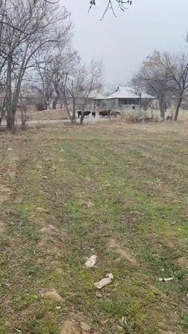 The video shows a rural scene with a group of dark-colored cows walking across a grassy field towards a house in the background. The sky is overcast, and several bare trees are scattered throughout the landscape. The ground is covered in a mix of green grass and dry vegetation, with some litter visible. The house in the distance has a simple, low-pitched roof. The overall impression is of a quiet, somewhat bleak, countryside setting.