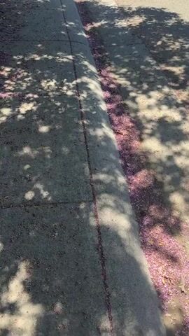 The video shows a sidewalk with fallen pink petals scattered on it, likely from flowering trees overhead. The trees cast dappled shadows on the concrete. A curb separates the sidewalk from a street. Several cars are parked on the street, and a few houses are visible in the background. The sky is clear and blue, indicating a sunny day. The perspective suggests the video was recorded while walking or moving along the sidewalk.
