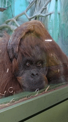 Zoo visitor documents orangutan exhibit and farm animals in Moscow