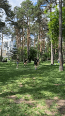 Morning park activities captured across Yekaterinburg green spaces