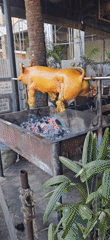 Traditional pig roasting documented in Denpasar, Indonesia