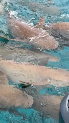 The video shows several nurse sharks swimming in shallow, clear blue water. The sharks are light brown in color and appear to be circling near a boat, as part of the boat is visible in the frame.  The sharks are close together, creating a dense mass.  The water is relatively calm with some ripples and splashes around the sharks.