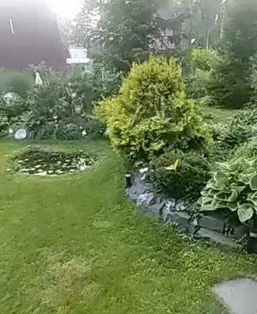 Afternoon in a lush Beryozovka backyard garden