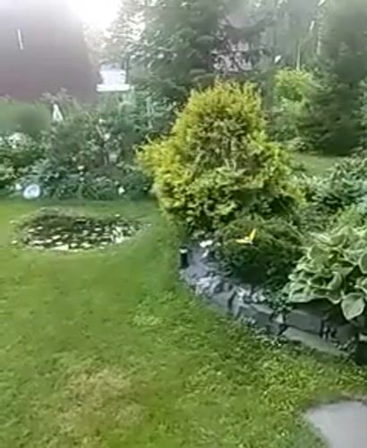 Afternoon in a lush Beryozovka backyard garden