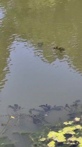 The video shows a murky body of water with some aquatic plants growing near the edges. A group of small, dark figures, likely ducklings, are swimming in the water, creating ripples on the surface. The overall impression is of a natural pond or slow-moving stream on a sunny day.