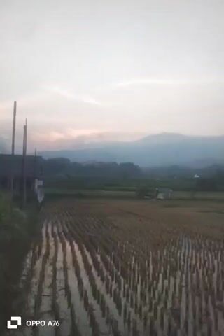 This media file captures a tranquil, natural scene in Cileuleuy, Indonesia. The primary subjects are a vast, harvested rice field, its stubble standing in neat rows, and a misty, mountainous landscape in the background. The sky is overcast, suggesting it is either early morning or late evening, with soft, diffused light creating a serene atmosphere. The weather appears to be calm, with no indication of rain or strong winds.

The setting is rural and agricultural, with the rice field dominating the foreground. Beyond the field, there are scattered trees and some small structures, possibly houses or farm buildings, nestled amongst the greenery. The mountains in the distance are shrouded in a light haze, adding depth and a sense of vastness to the scene. The overall emotion evoked is one of peace and quietude.

There are no people or obvious human activities depicted in the image, emphasizing the natural beauty of the location. The only visible text is a watermark in the bottom left corner which reads "OPPO A76," indicating the device used to capture the image. The timestamp "00:00" appears at the beginning of the clip, along with subsequent timestamps at one-second intervals, suggesting this is a short video clip. The muted colors and soft lighting contribute to the overall peaceful and contemplative mood of the media.