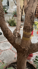 Morning scenes: kittens in tree, iced coffee in Vietnam