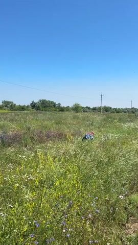 A person wearing a blue and white plaid shirt and red or brown pants is crouched down in a field of tall grass and wildflowers. The person appears to be moving through the field. The sky is clear and blue. There are trees in the background and a utility pole with wires.