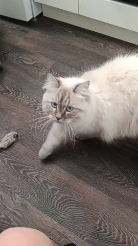 A fluffy white cat with blue eyes sits on a wooden floor. A toy mouse is on the floor to the left of the cat. The cat looks up at the camera and meows. The camera then pans up to show the cat's face more clearly.