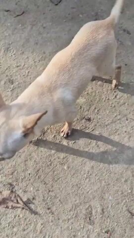 A small, light-colored Chihuahua stands on a concrete surface littered with dry leaves. The dog initially sniffs the ground, then stands on its hind legs, looking up. Its tongue is visible. The scene appears to be outdoors, with sunlight casting shadows.