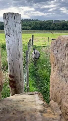 The video shows an emu walking along a fence in a grassy field. The emu is grey and fluffy, with a long neck and legs. It is walking from left to right, and its head is down as if it is looking for food. The fence is made of wooden posts and wire, and it is lined with tall grass. In the background, there is a field of green grass, and in the distance, there are trees and a cloudy sky. The video is shot from a low angle, which makes the emu look larger and more imposing. The lighting is dim, which suggests that it is either early morning or late evening.