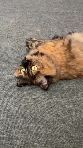A tortie cat lies on its back on a grey carpet. The cat's eyes are wide open and bright yellow. Its mouth is open and its teeth are visible. The cat appears to be playing or in distress.