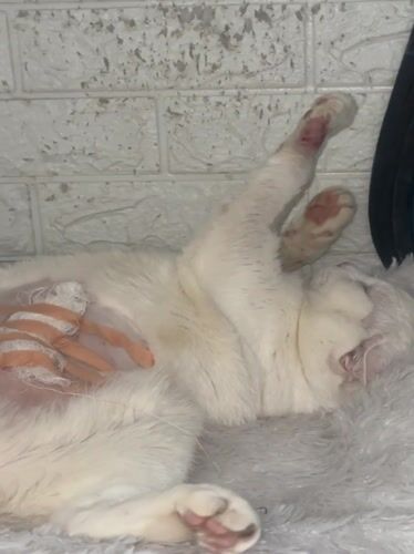 Injured white cat recovers with bandages in North Jakarta