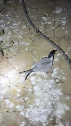 The video shows a tern lying on dry, cracked ground at night in Volzhsky, Russia. The bird has a light grey back, a white underside, a distinct black cap covering its head, and a red beak tipped with black. Its legs are partially visible and appear reddish. The bird's beak is slightly open, and its head is often tilted upwards, indicating distress or disorientation.

A thick, dark, braided rope runs diagonally across the frame, positioned near the bird. The immediate area around the bird is brightly illuminated by an artificial light source, likely a flashlight, highlighting the bird and the parched, mottled ground. This ground features patches of white material, possibly lichen or dried bird droppings. Sparse, dry vegetation can be seen in the distant background, while the surrounding areas remain dark, confirming the nighttime setting. The bird emits soft, chirping sounds throughout the video, further suggesting its distressed state. No visible text is present.