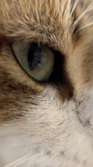 Cat with green eyes observed meowing in Limassol