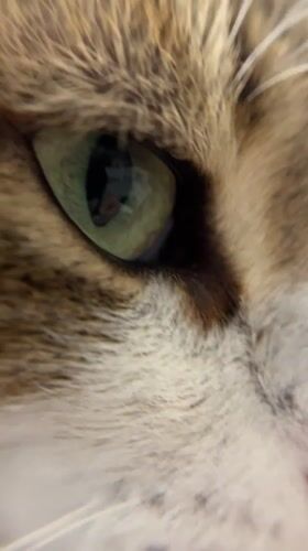 Cat with green eyes observed meowing in Limassol