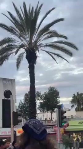 The video shows a palm tree in an urban setting. The tree has a tall, dark trunk and a crown of green fronds. In the background, there's a cloudy sky with hints of pink. There are buildings on the left and right sides of the frame, and streetlights are visible. People are walking on the sidewalk below, and cars are passing on the street. There is a traffic light displaying a green light. Storefronts with signage in what appears to be Hebrew are visible. The overall impression is of a city street at dusk or dawn.