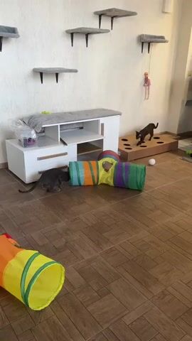 This media file captures a playful indoor scene with two dark-colored cats as the primary subjects. The setting appears to be a room designed for feline enrichment, featuring wall-mounted shelves for climbing and perching, a white cabinet with storage, and several colorful fabric tunnels for the cats to explore. One tunnel, a vibrant mix of orange, yellow, green, and purple, lies horizontally across the floor. Another section of a similar tunnel is visible in the foreground.

The cats are actively engaged with the toys. One cat is partially inside the horizontal tunnel, its head extended towards the opening. The other cat is exploring a cardboard box with circular cutouts, positioned near the wall, and is seen emerging from it. A white ball toy is also present on the floor near the box. A light-colored doll is suspended by a string from one of the wall shelves.

The lighting suggests it is daytime, with natural light possibly coming from a window not directly visible in the frame. The room has tiled flooring in a brown, wood-grain pattern and a textured white wall. The overall atmosphere is one of lively activity and feline entertainment. No visible text is present in the media. The location is identified as Sevastopol, Ukraine.