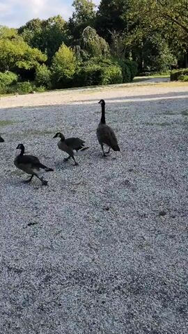 A flock of Canada geese walks across a gravel path. The geese are predominantly brown and black, with white chins. The largest goose, likely an adult, stands upright and faces forward, while a smaller goose walks beside it. The path is bordered by trees and foliage. The sky is visible in the background.