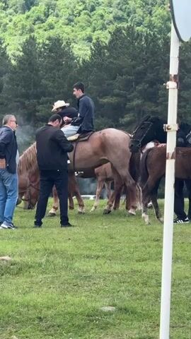 The video shows a group of horses in a grassy field. A young man in a black jacket sits on a light brown horse and eats a piece of food. Two men stand nearby, looking at the horse and rider. Other horses and foals graze in the background. A dense forest covers a hill in the distance. Part of a white signpost is visible in the foreground.