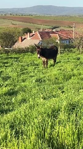 The video shows a donkey in a grassy field. In the first scene, the donkey is standing in the middle of the field, with a house and some trees in the background. In the second scene, the camera pans down to show the grass. In the third and fourth scenes, the donkey is standing in the field, and the camera pans around to show the surrounding area, which includes some houses and trees. The weather is sunny.