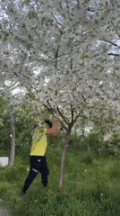 Spring tree shaking creates petal shower in Sofia neighborhood