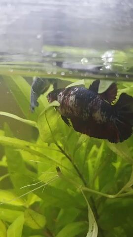A betta fish with dark red, white, and black scales swims in an aquarium, surrounded by lush green aquatic plants. The fish is oriented towards the left side of the frame, with its tail fin extended. The water surface is visible at the top, reflecting light. The lighting is soft, creating a slightly diffused effect. The camera is positioned at eye level with the fish, capturing its movements among the vegetation.