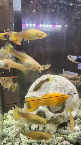 This is a video of a freshwater aquarium filled with various small fish, primarily guppies. The fish are of different colors including yellow, orange, blue, and black. The aquarium contains several decorative elements, including a large, light-colored skull ornament and small pieces of white coral. The water appears slightly cloudy. In the background, there are lights reflecting off the glass. The fish are actively swimming around the tank, interacting with each other and exploring the decorations.