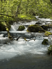 Family documents forest stream visit in Krasnaya Polyana