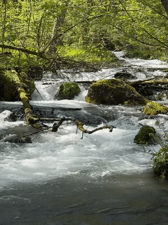 Family documents forest stream visit in Krasnaya Polyana