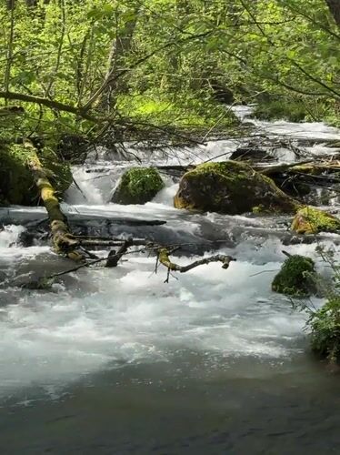 Family documents forest stream visit in Krasnaya Polyana
