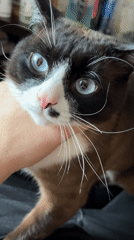 Man filmed with cats in indoor setting in Noviy, Russia