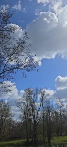 The video shows a view of the sky with trees framing the bottom of the shot. The sky is blue with large, fluffy white clouds. A helicopter flies in the distance between the clouds. The trees are bare, suggesting it could be winter or early spring. The sun is shining, and the overall scene is bright.