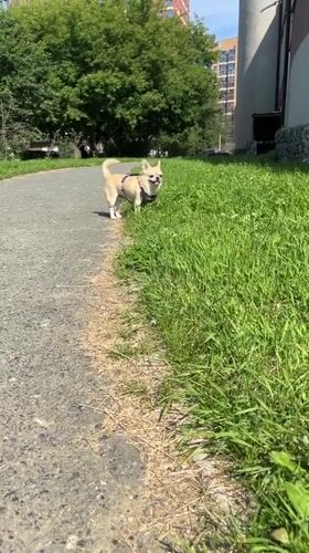 Chihuahua in purple harness out for a walk in Yekaterinburg